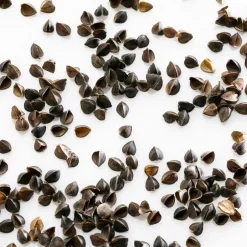 Camif Oreillers|Oreillers>MILLE OREILLERS Oreiller ferme en sarrasin biologique - 60 x 60 cm